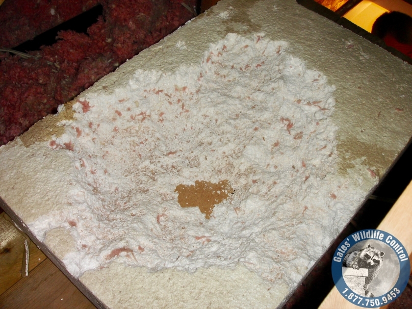 Why Styrofoam is Harmful to the Environment? Gates Wildlife Control