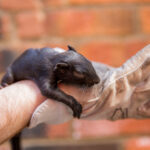 Vancouver Wildlife Removal | Pest Removal