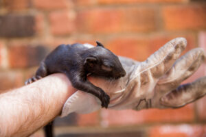 Vancouver Wildlife Removal | Pest Removal