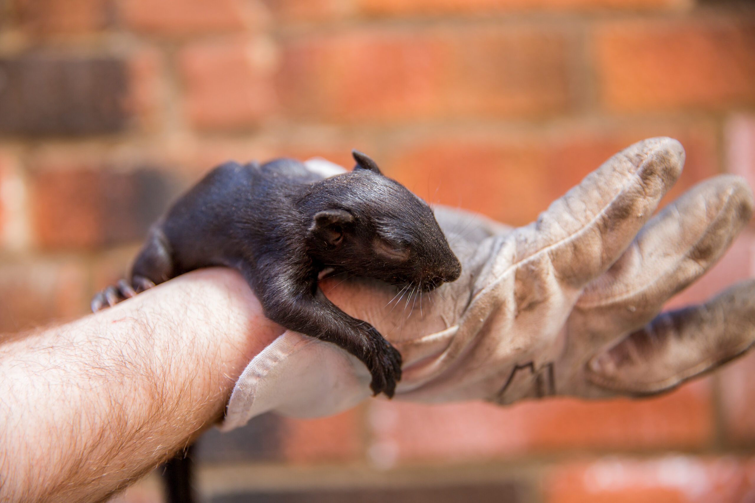 Vancouver Wildlife Removal | Pest Removal