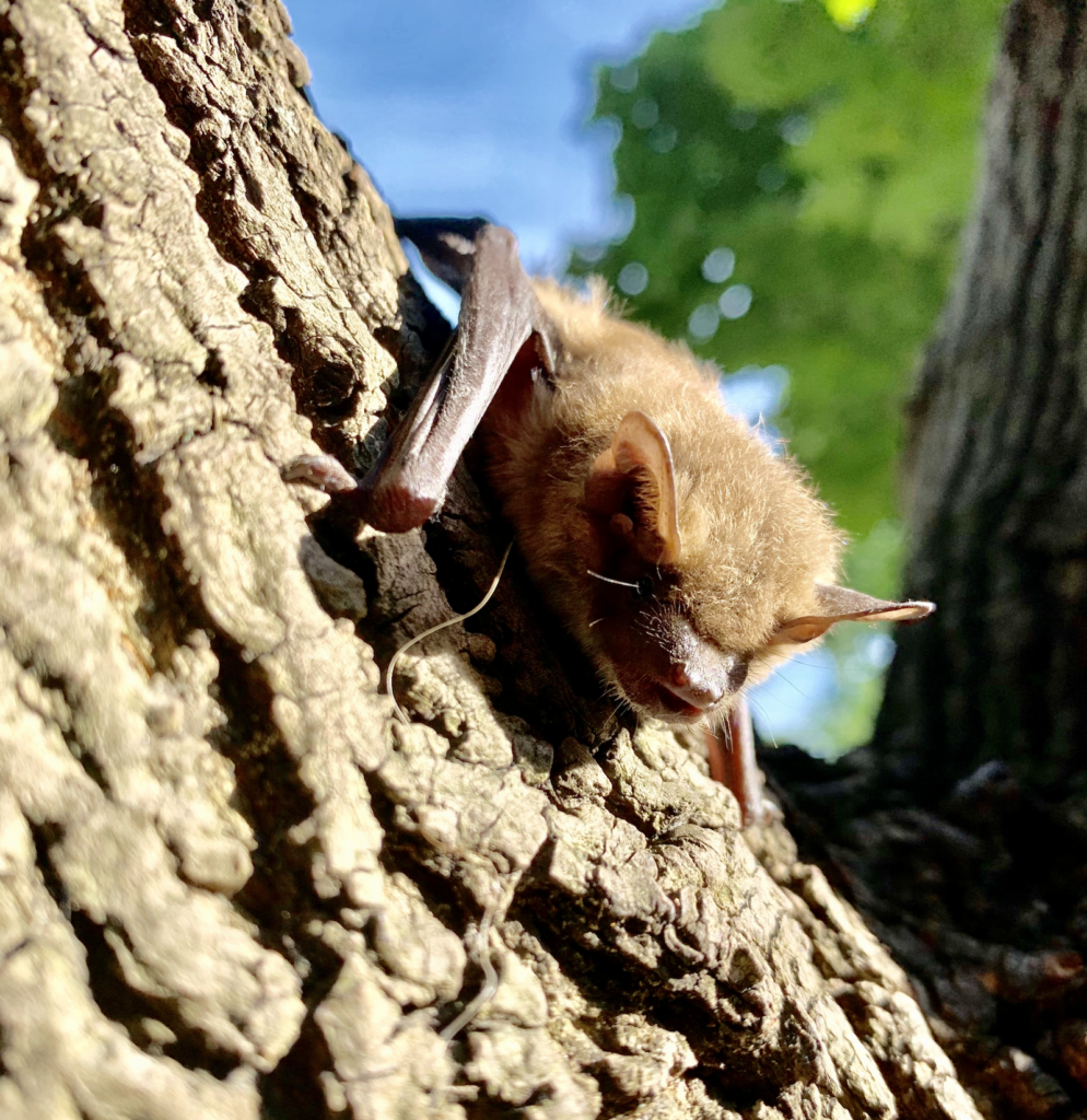 31 Years Of Wildlife Removal Experience​ Bats