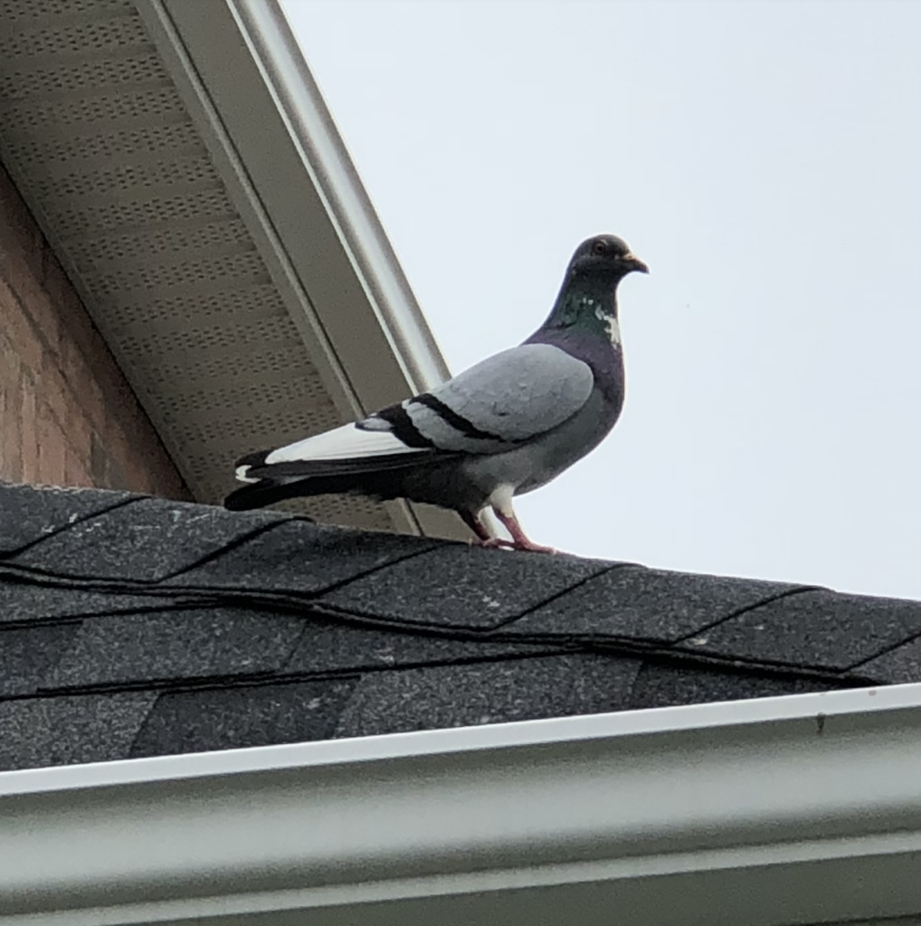 Pigeon Control Vancouver