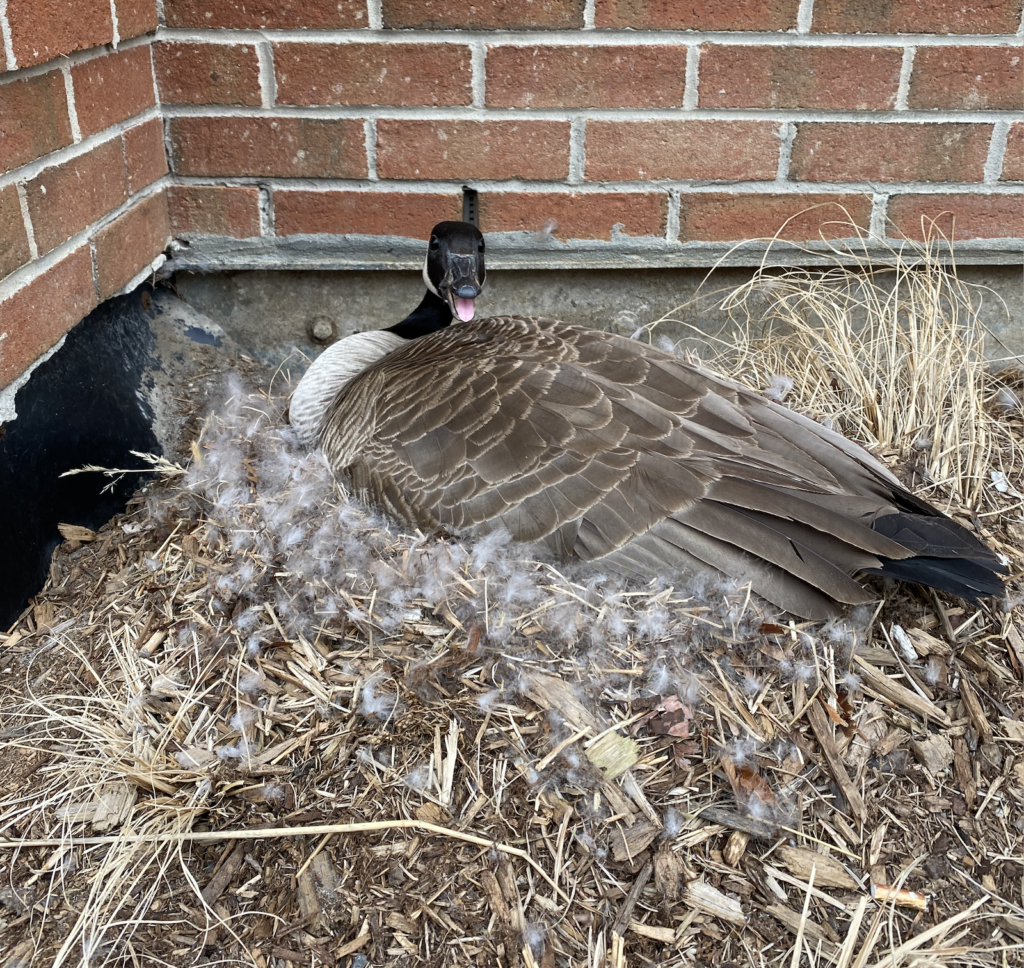 Do not Approach a Canadian Goose