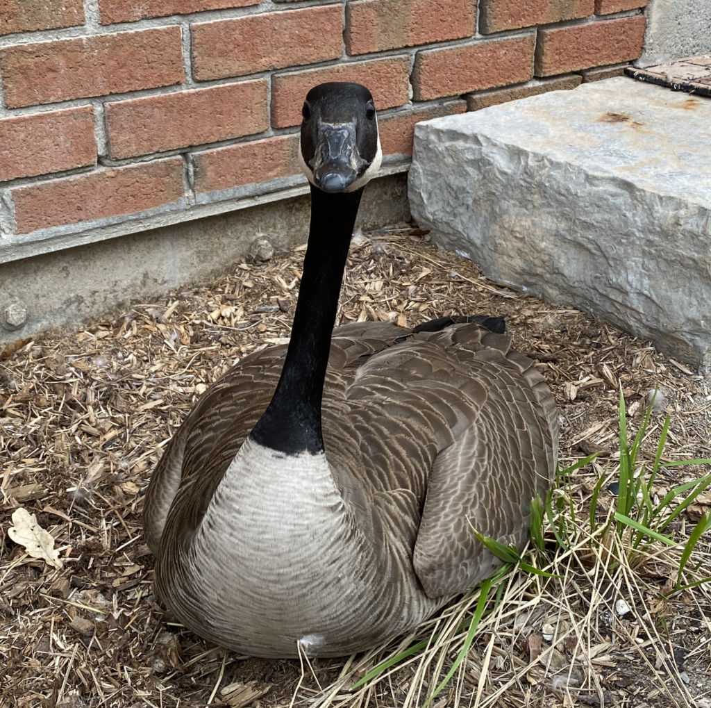 Goose Control Vancouver