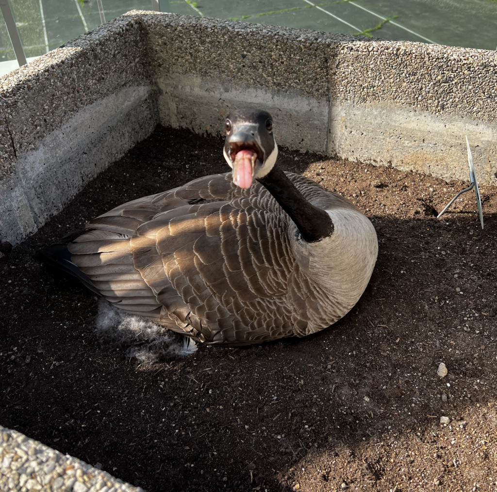 A Permit to Remove Canadian Geese