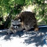 wiildlife removal vancouver