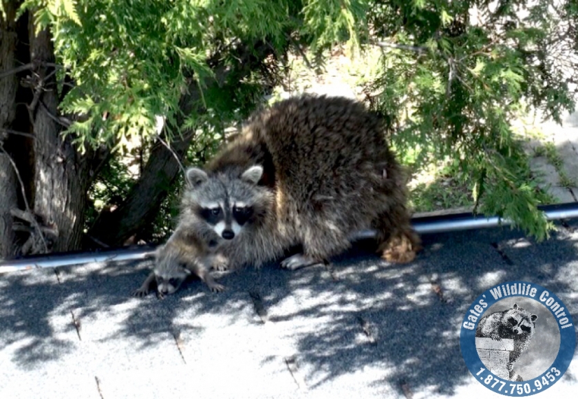 wiildlife removal vancouver