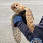 Bird Control Vancouver