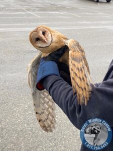 Bird Control Vancouver