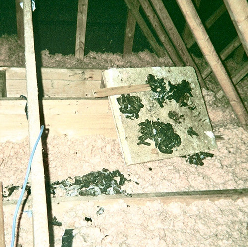 defecate-in-attic-02