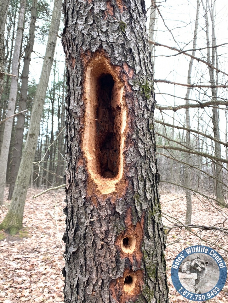 What Does a Pileated Woodpecker Hole Look Like? | Gates Wildlife Control