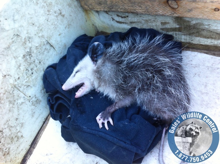 Why Do Animals “Play Dead”? Gates Wildlife Control