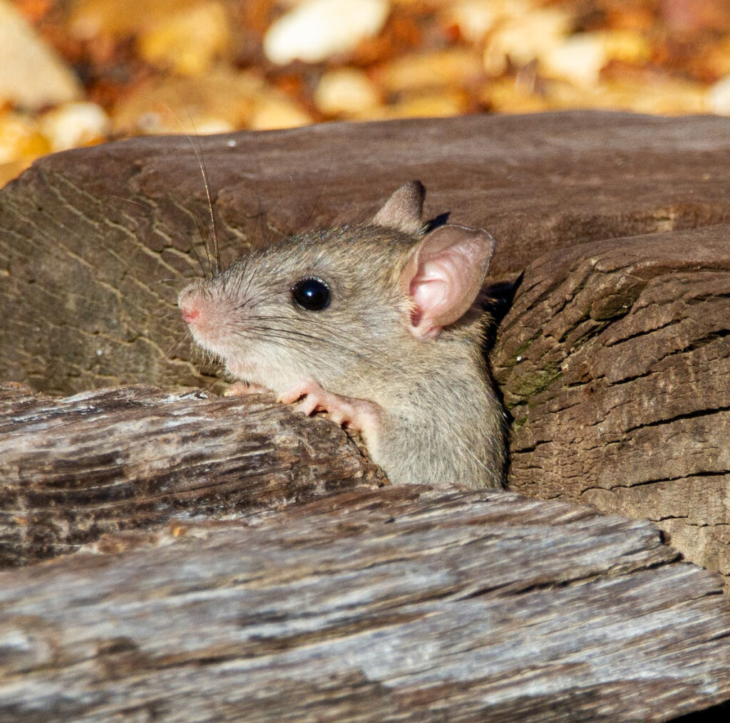 31 Years of Wildlife Removal Experience