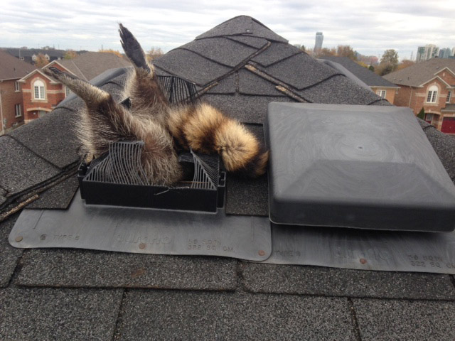 roof-vent-before