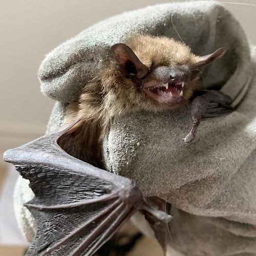 Bat Removal and Control in Vancouver