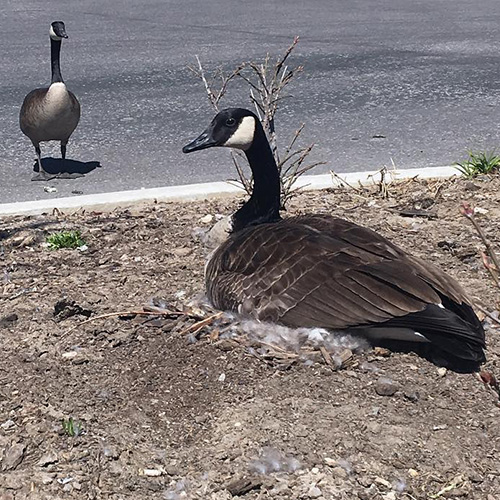 Goose is Nesting Outside the Building