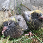 bird control | vancouver wildlife and pest control