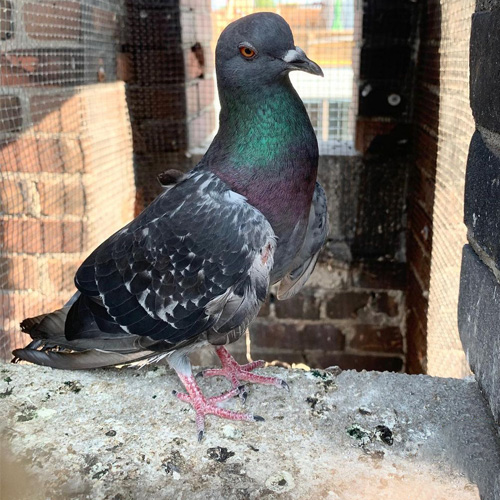 Humane Pigeon Removal in Vancouver