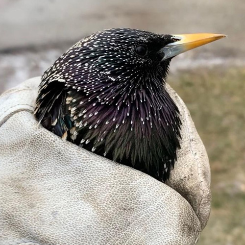 Starling Removal in Vancouver