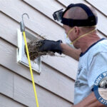 bird removal