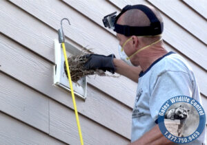 bird removal