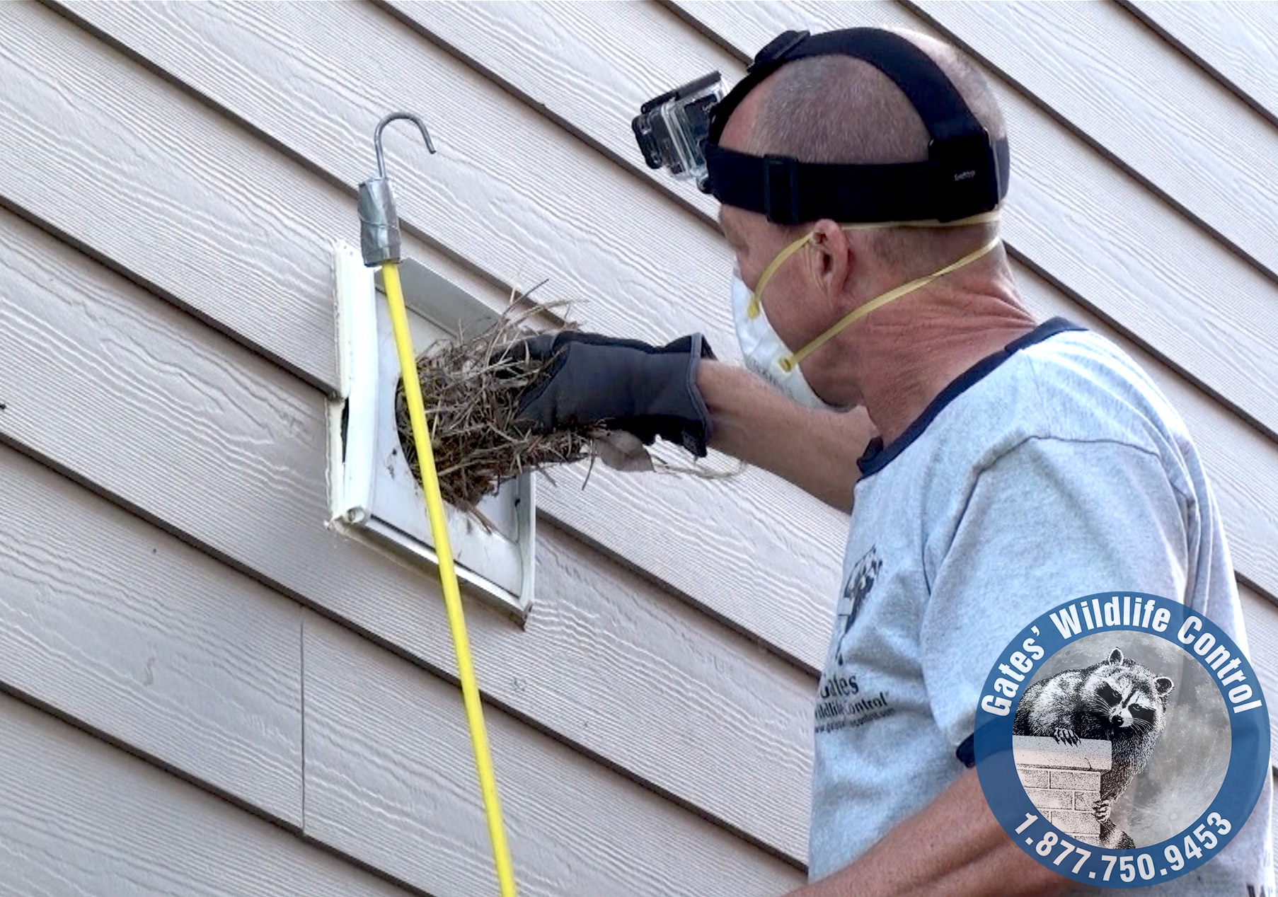 bird removal
