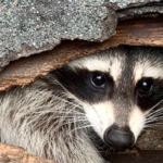 skunk control