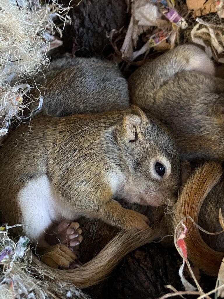 Humane Squirrel Removal in Vancouver