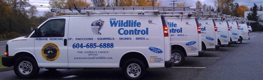 wildlife removals