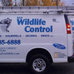 wildlife removals