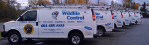 wildlife removals