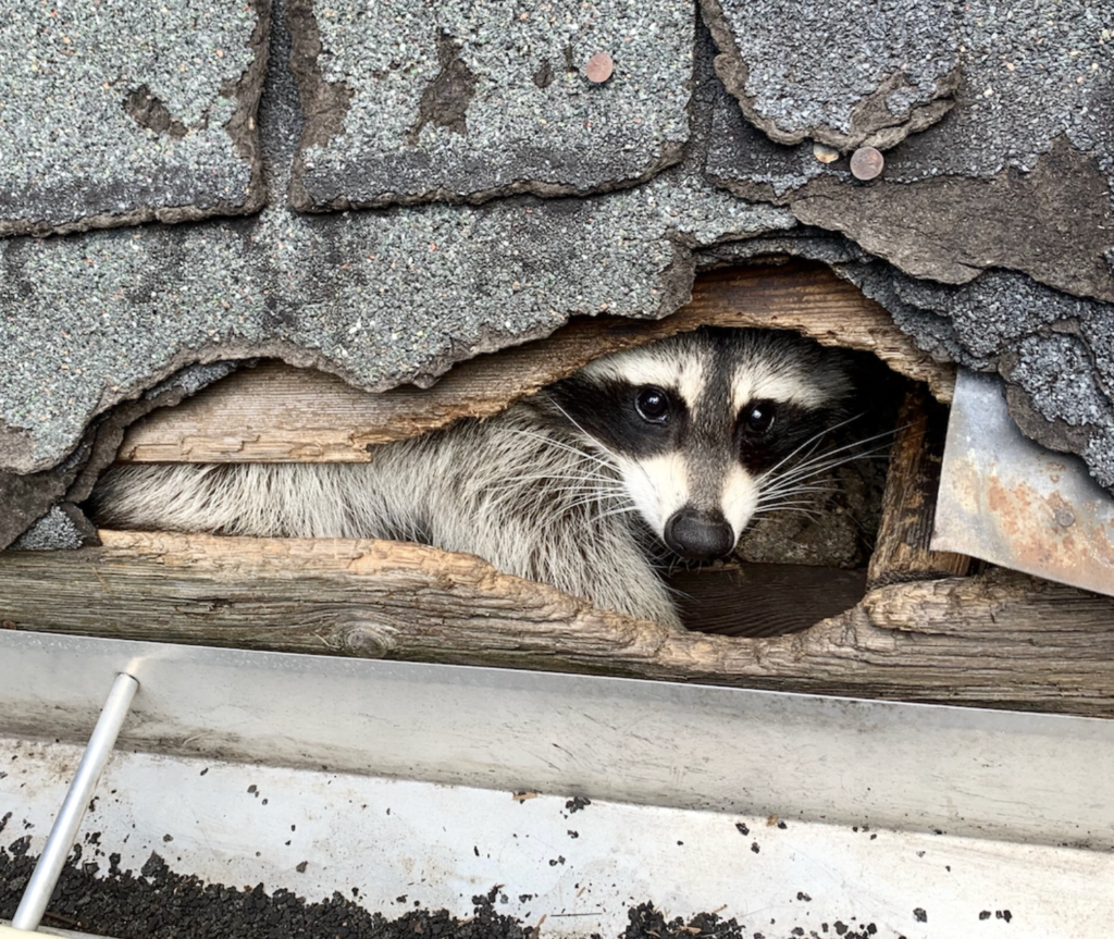 Rabies vs. Distemper: Understanding the Differences in Raccoons