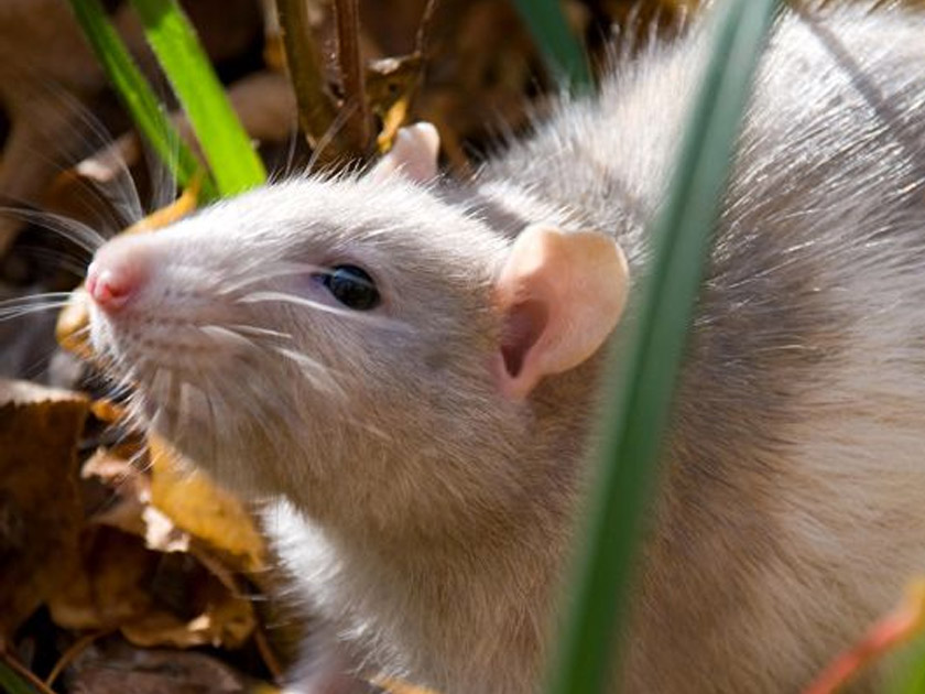 control and eliminate rat and mouse infestations