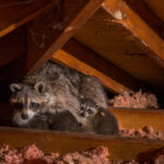Raccoons in attic Vancouver background