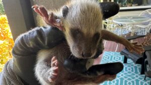Wildlife Removal