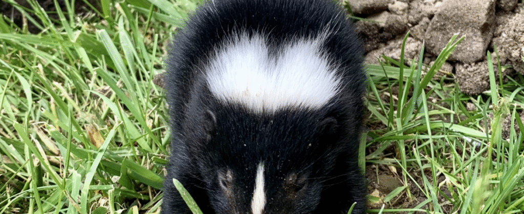 Vancouver Skunk Removal