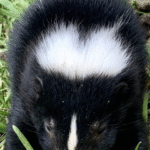 Vancouver Skunk Removal