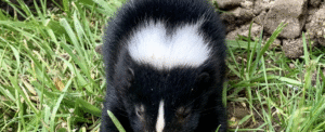 Vancouver Skunk Removal